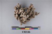 藏品(珊瑚化石)的圖片